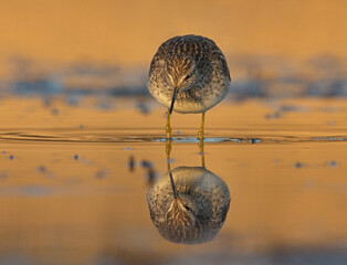 Wood sandpiper (Tringa glareola) searching food in the wetlands at sunset.