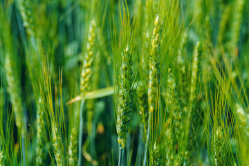 agricultural field with young green wheat sprouts, bright spring landscape on a sunny day