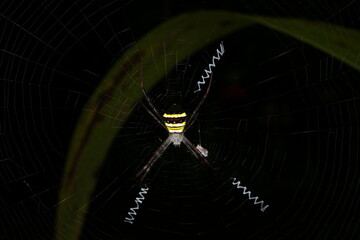 Multi-coloured Saint Andrew's cross spider (Argiope versicolor), female, Sarawak, Borneo