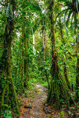 Hiking trail in Amazon Rainforest. Puyo, Ecuador. South America.