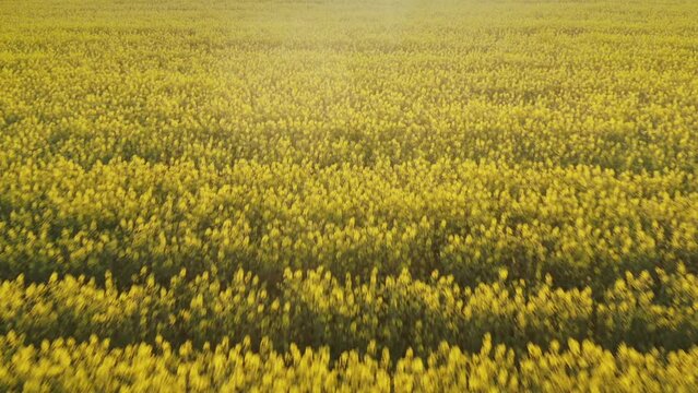 4k video. Blooming yellow rapeseed field aerial drone view photographed during a beautiful spring sunrise. Agriculture and biotechnology industry. Rapeseed is used to produce colza oil.