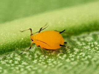 Pulgón amarillo. Oleander aphid or milkweed aphid. Aphis nerii.