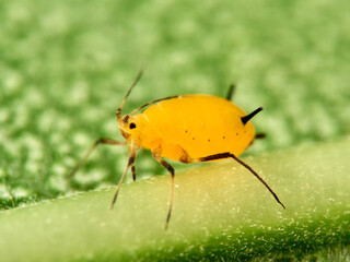 Pulgón amarillo. Oleander aphid or milkweed aphid. Aphis nerii.