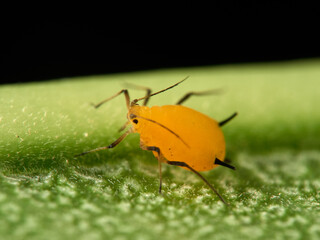 Pulgón amarillo. Oleander aphid or milkweed aphid. Aphis nerii.