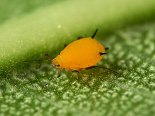 Pulgón amarillo. Oleander aphid or milkweed aphid. Aphis nerii.
