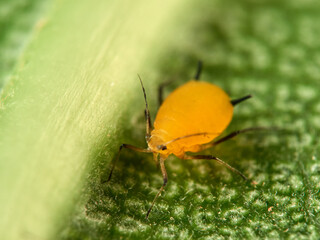 Pulgón amarillo. Oleander aphid or milkweed aphid. Aphis nerii.