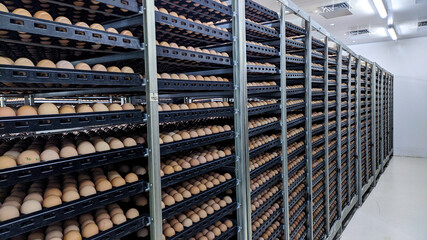 hatching eggs for an incubation