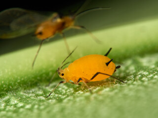 Pulgón amarillo. Oleander aphid or milkweed aphid. Aphis nerii.