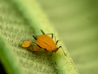 Pulgón amarillo. Oleander aphid or milkweed aphid. Aphis nerii.