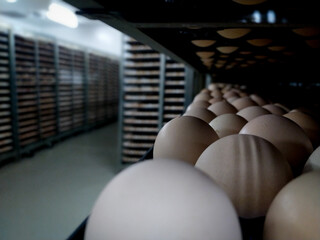 hatching eggs for an incubation - obrazy, fototapety, plakaty