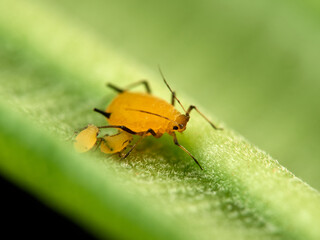 Pulgón amarillo. Oleander aphid or milkweed aphid. Aphis nerii.