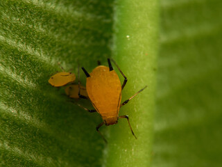Pulgón amarillo. Oleander aphid or milkweed aphid. Aphis nerii.