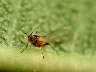 Pulgón amarillo. Oleander aphid or milkweed aphid. Aphis nerii.