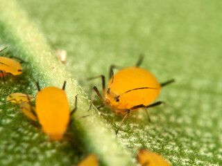 Pulgón amarillo. Oleander aphid or milkweed aphid. Aphis nerii.