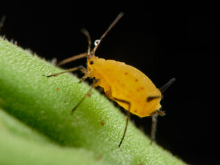 Pulgón amarillo. Oleander aphid or milkweed aphid. Aphis nerii.
