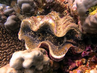 giant clam of the red sea