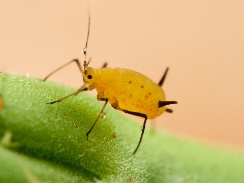 Pulg&oacute;n amarillo. Oleander aphid or milkweed aphid. Aphis nerii.