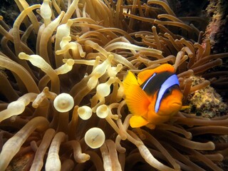 red sea clown fish