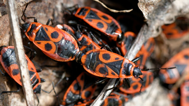 Le gendarme - Pyrrhocoris apterus - reproduction - accouplement