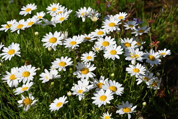 陽を浴びるマーガレットのお花たち