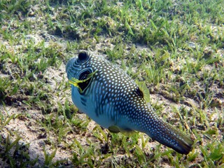 Puffer fish of the red sea