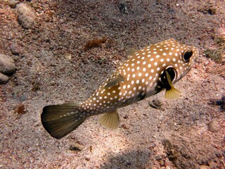 Puffer fish of the red sea
