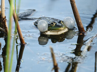 Balzender Frosch in einem Teich mit Schilfrohr und aufgeblasenen Schallblasen