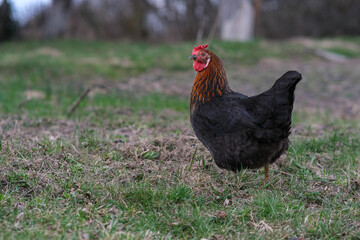 A black hen roams the garden. Black chicken close-up.