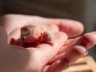 Newly hatched canary chick on a human palm will be warmed by love and the warmth of the sun. Spring replenishment in the family. Breeding of songbirds at home.