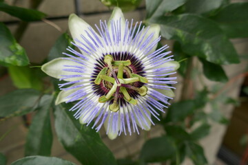 とけいそうの花