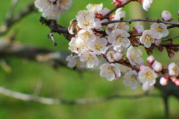 Blooming spring garden. Flowering twig on a background of green grass.