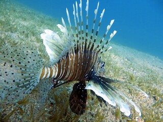 red sea lionfish