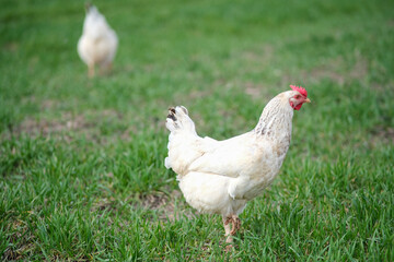 White chicken on a green background. The bird grazes on the grass. 