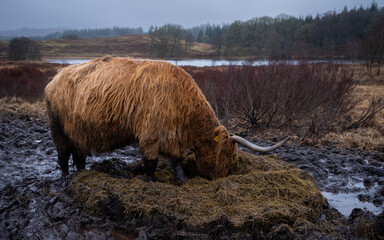 Scottish Highland Cow eating grass in a muddy field in winter at Mossdale