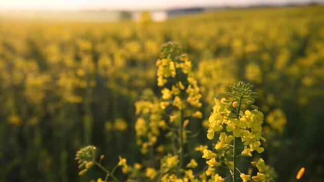 4k video. Blooming yellow rapeseed field the flower during a beautiful spring sunrise. Agriculture and biotechnology industry. Rapeseed is used to produce colza oil.