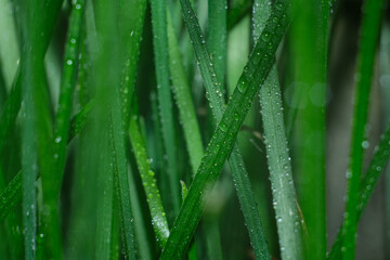 Dew drops on vegetation. Green grass with drops and bokeh. 