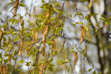 Close up of catkins growing in the spring