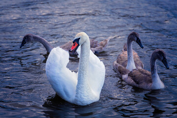 mute swan with chicks