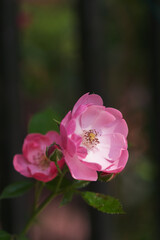 Roses bloom in East Lake Scenic Area in Wuhan, Hubei
