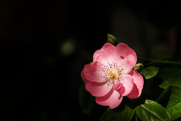 Obraz premium Roses bloom in East Lake Scenic Area in Wuhan, Hubei