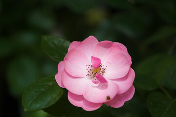 Roses bloom in East Lake Scenic Area in Wuhan, Hubei