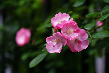 Naklejka na ściany i meble Roses bloom in East Lake Scenic Area in Wuhan, Hubei