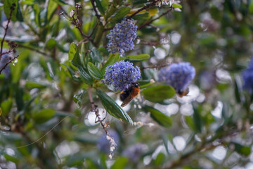 Close up of a bee on a Californian Lilac