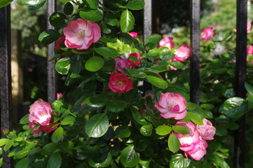 Roses bloom in East Lake Scenic Area in Wuhan, Hubei