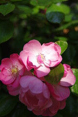 Fototapeta na wymiar Roses bloom in East Lake Scenic Area in Wuhan, Hubei