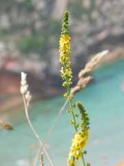 flor amarilla con costa de fondo