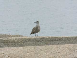 gaviota