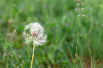 Single dandelion in a field of grass. Dandelion in the meadow.