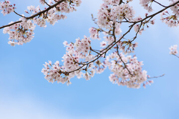 Obraz premium 満開の桜