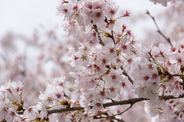 満開の桜